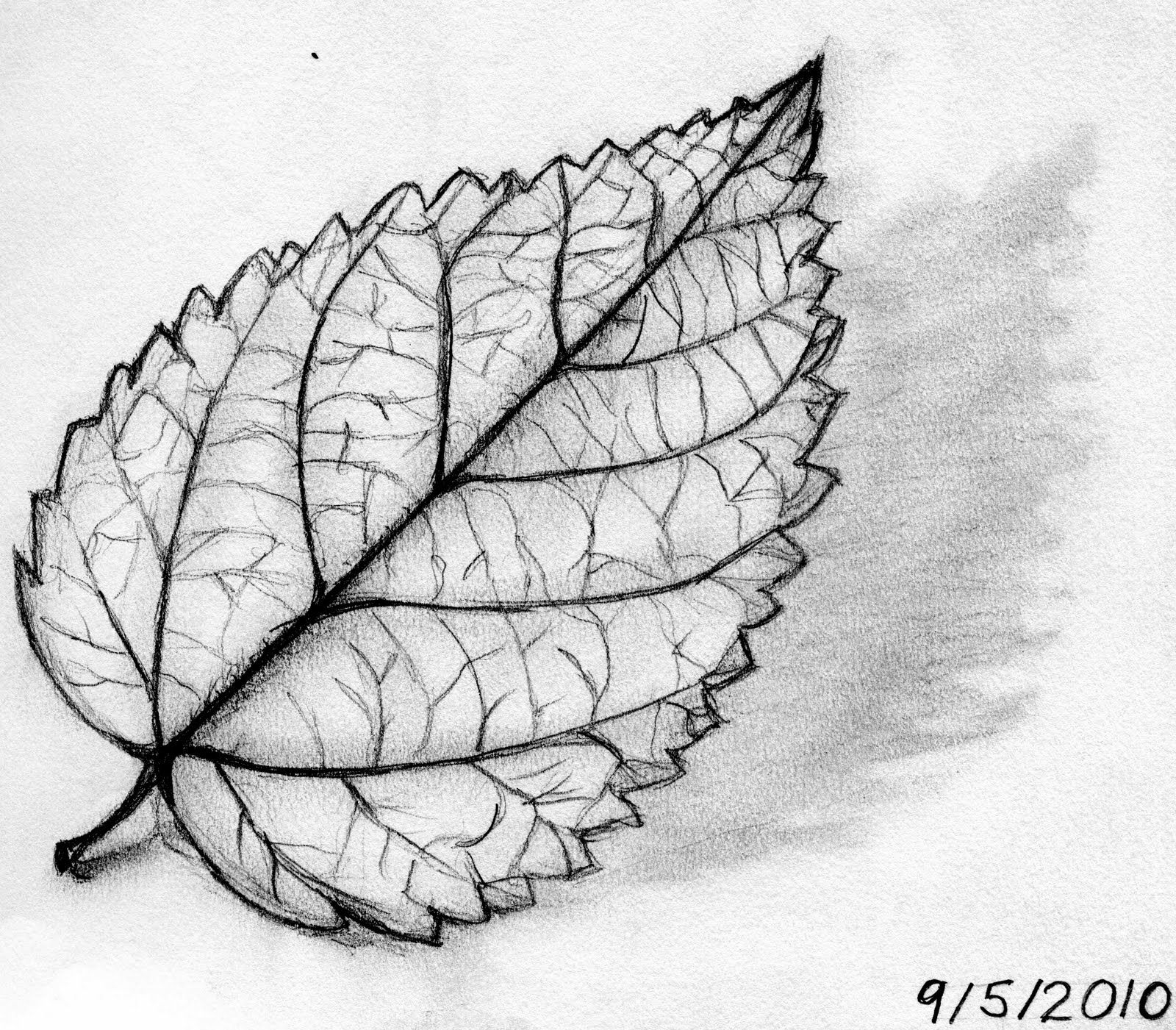 Рисунки листьев для срисовки