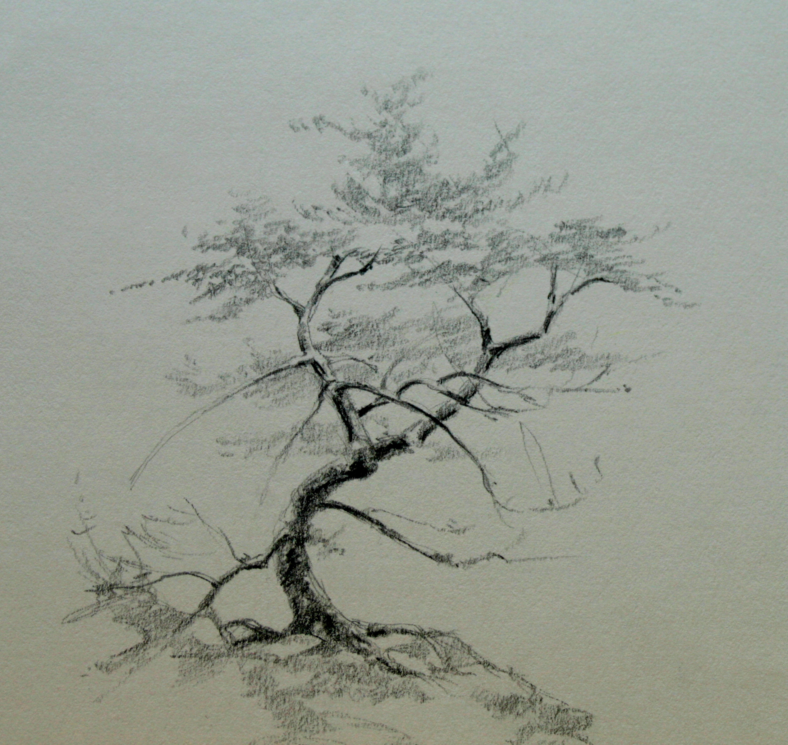 Зарисовки деревьев