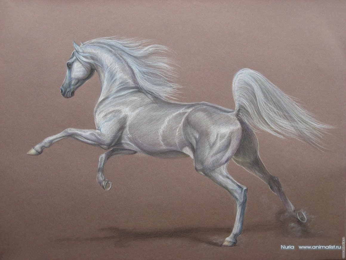 Арабская лошадь в движении