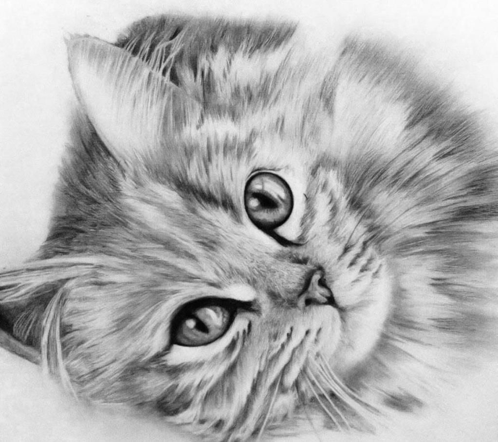 Красивый котик карандашом