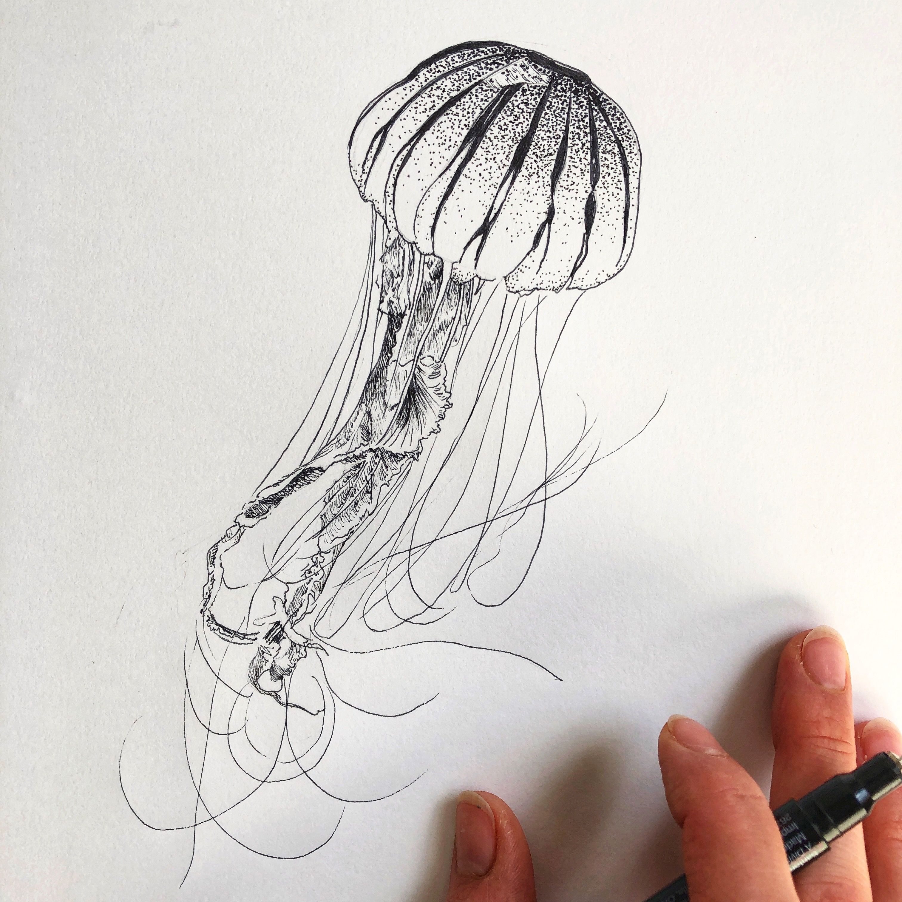 Медузы ручкой