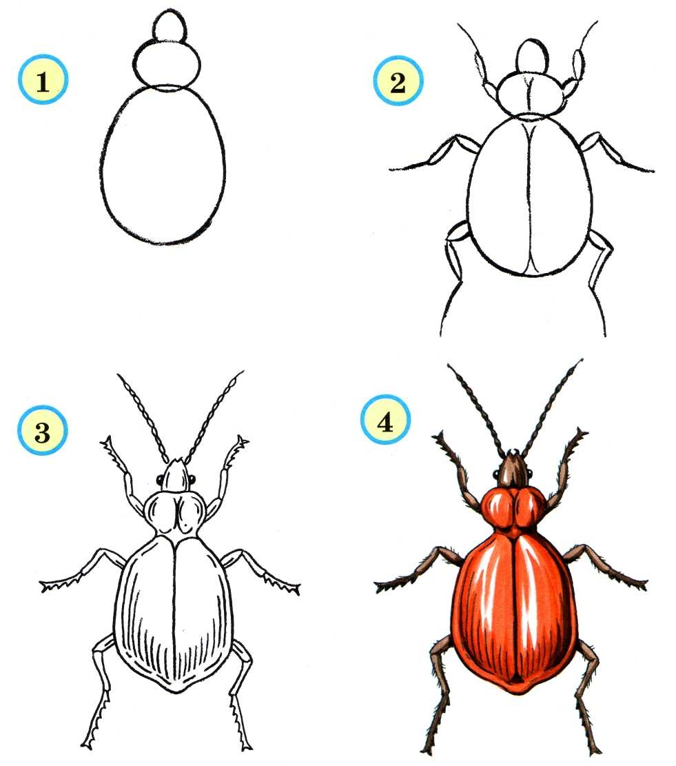 Поэтапное рисование жука