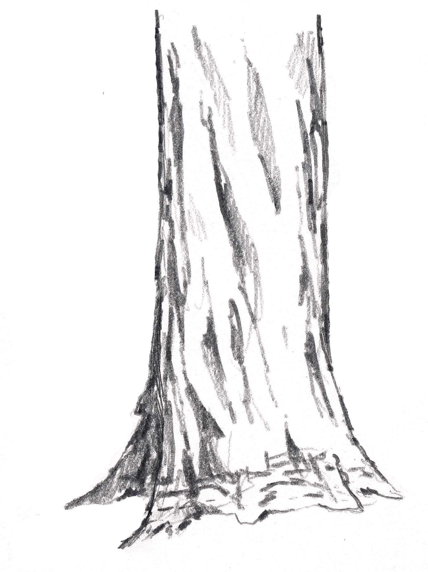 Зарисовка ствола дерева