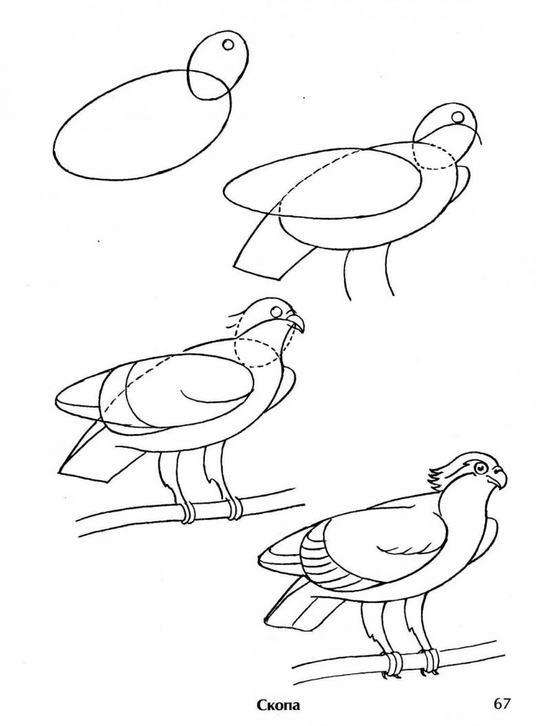Последовательность рисования птицы