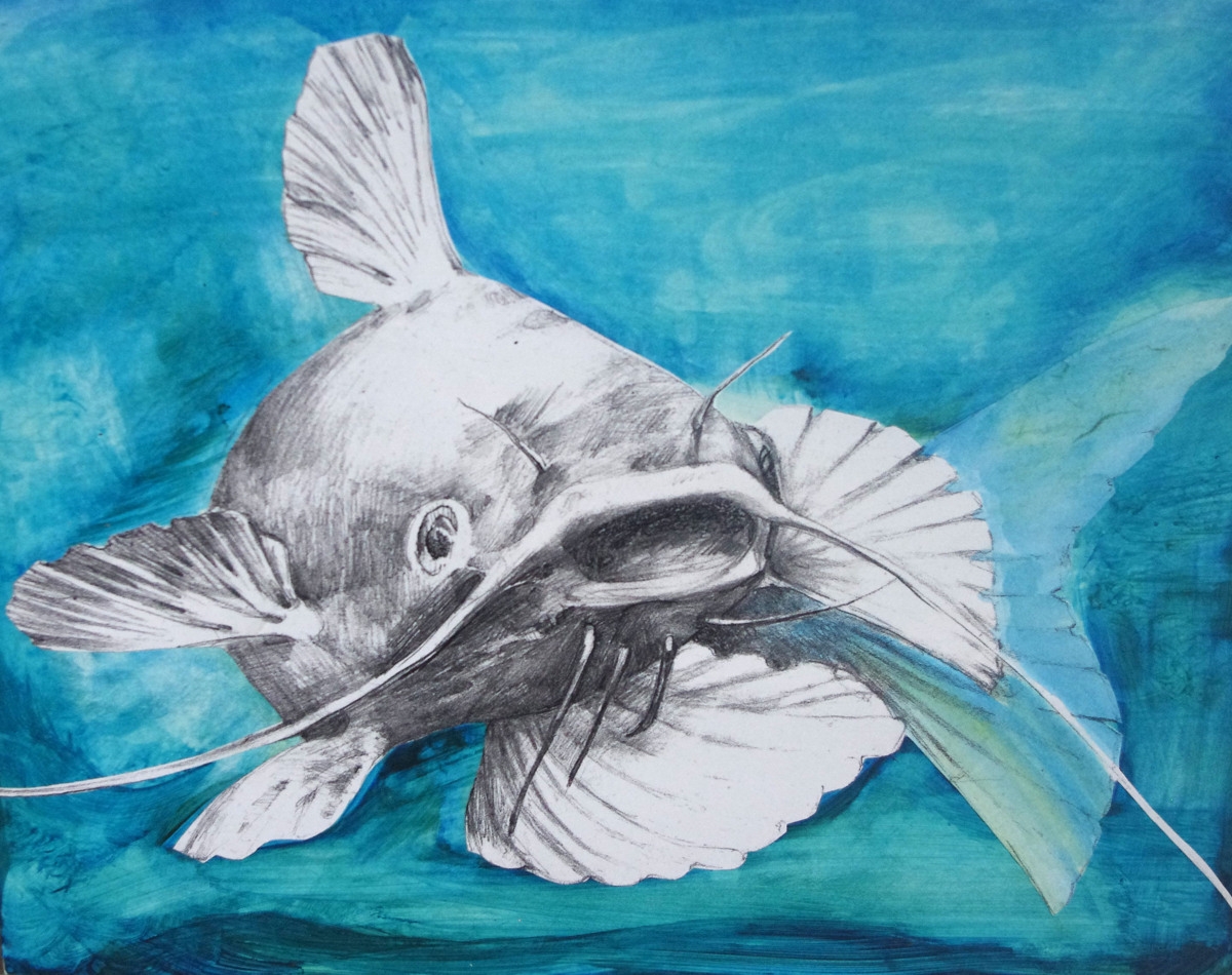Рисунки сома рыба