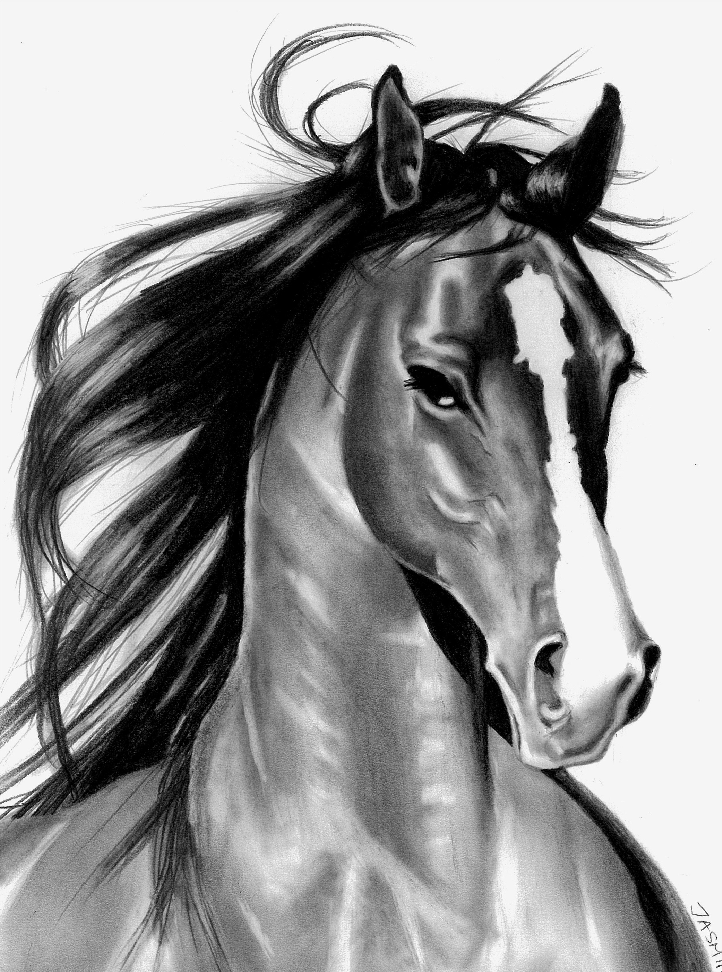 Красивая голова лошади