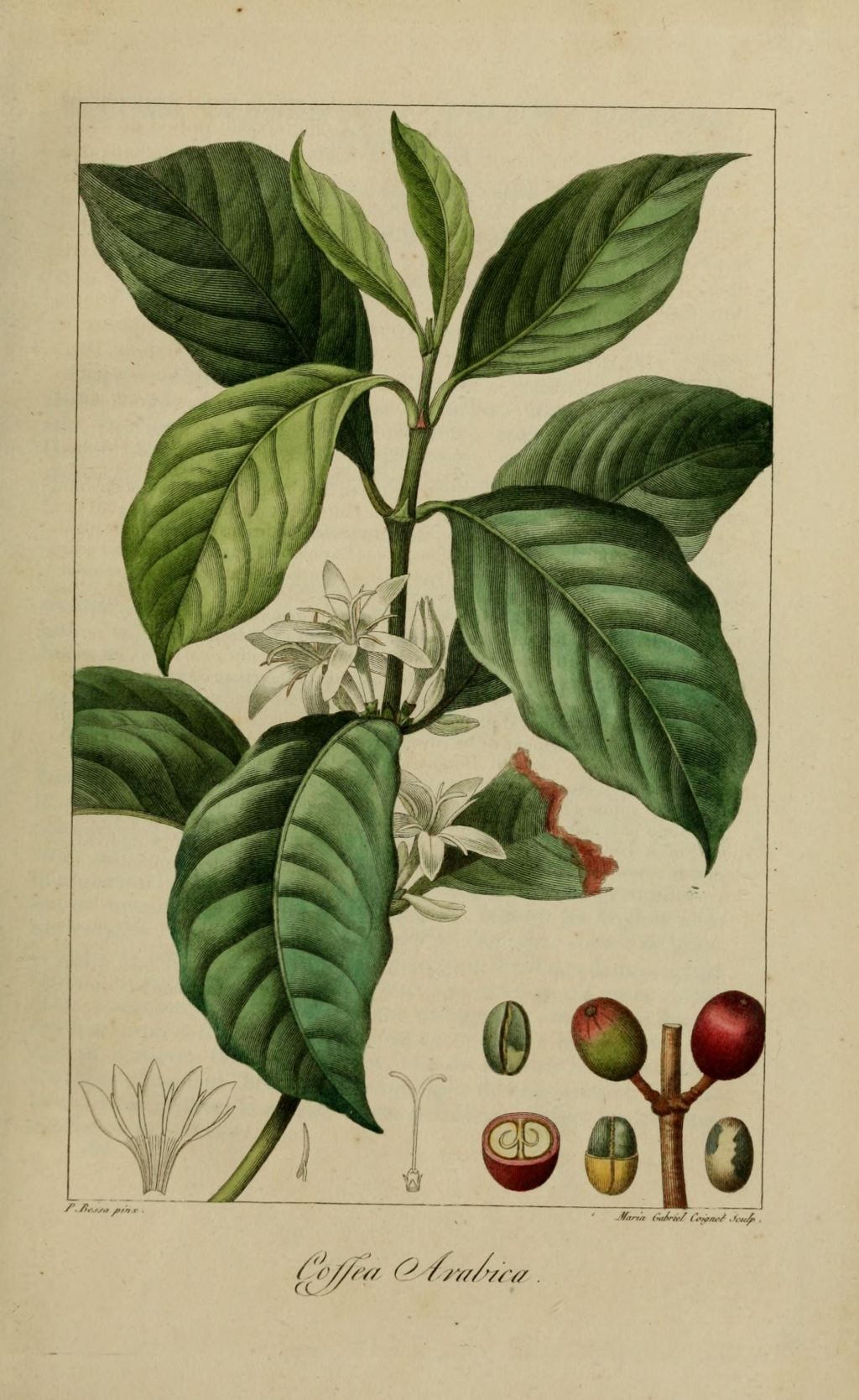 Botanical illustration - Coffee - Coffea Arabica