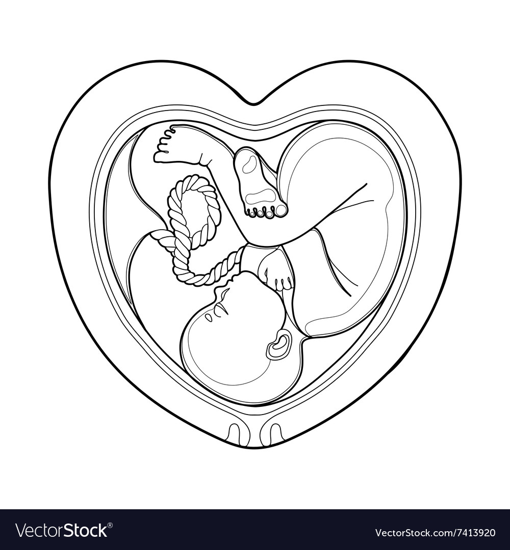 Эмбрион в утробе рисунок