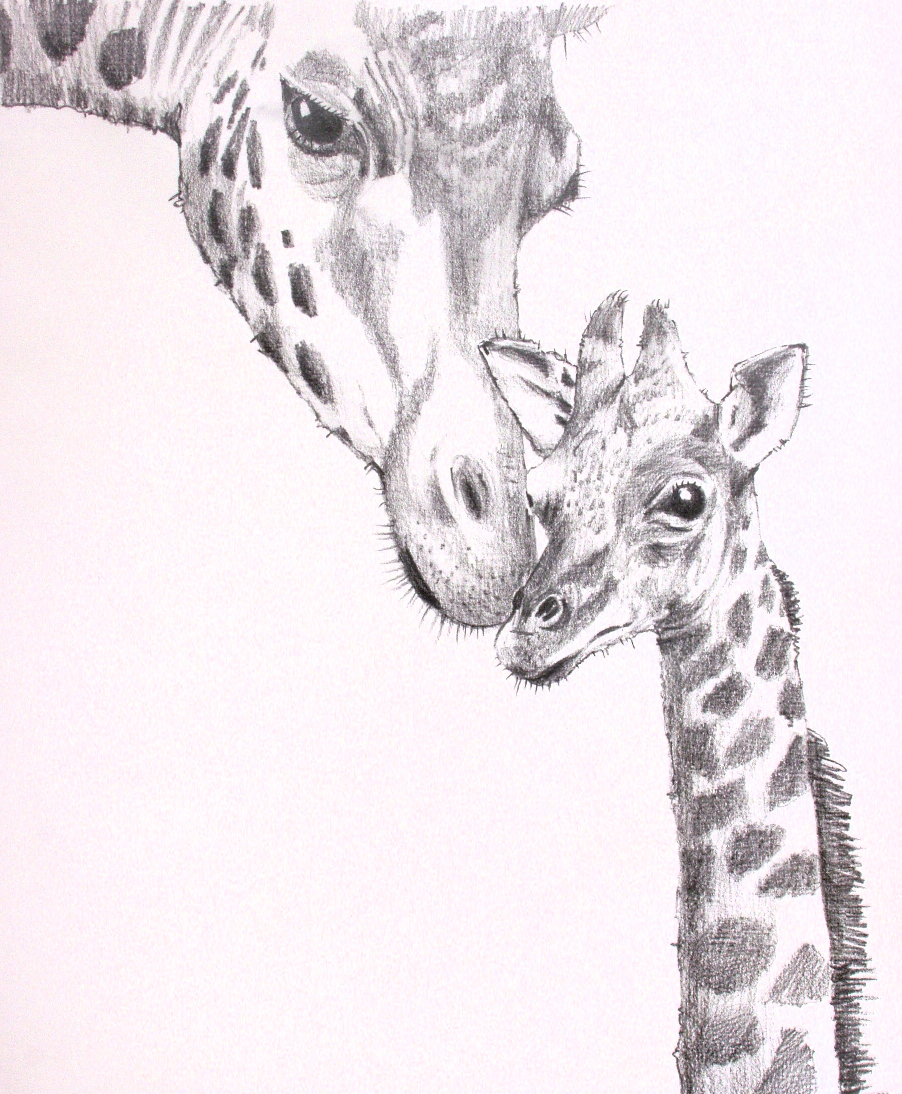 Жирафы карандашом