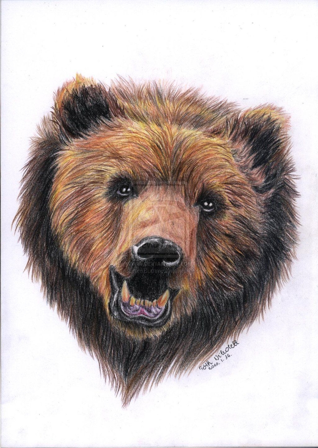 Бурый медведь цветными карандашами