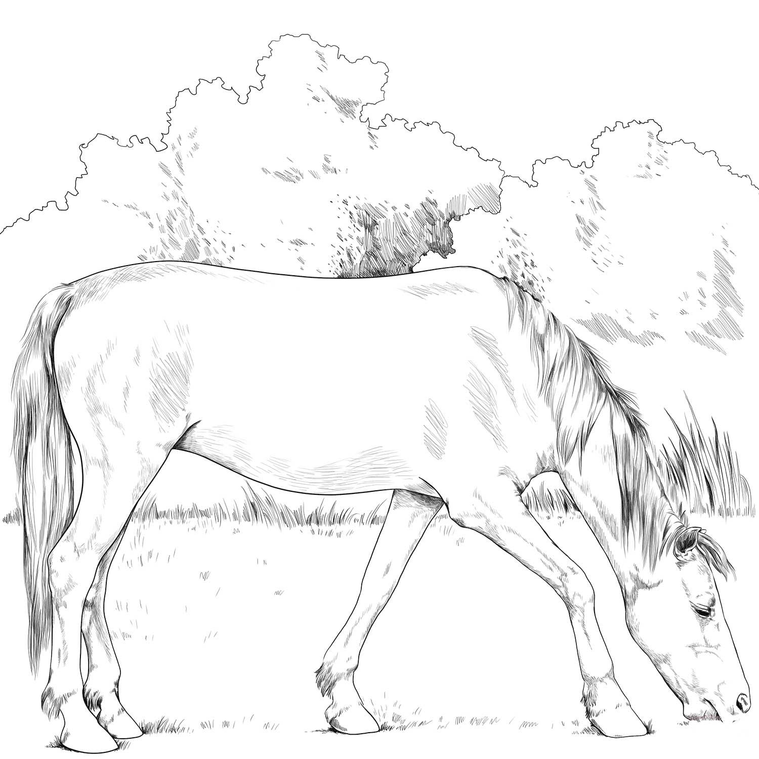 Лошади на лугу раскраска