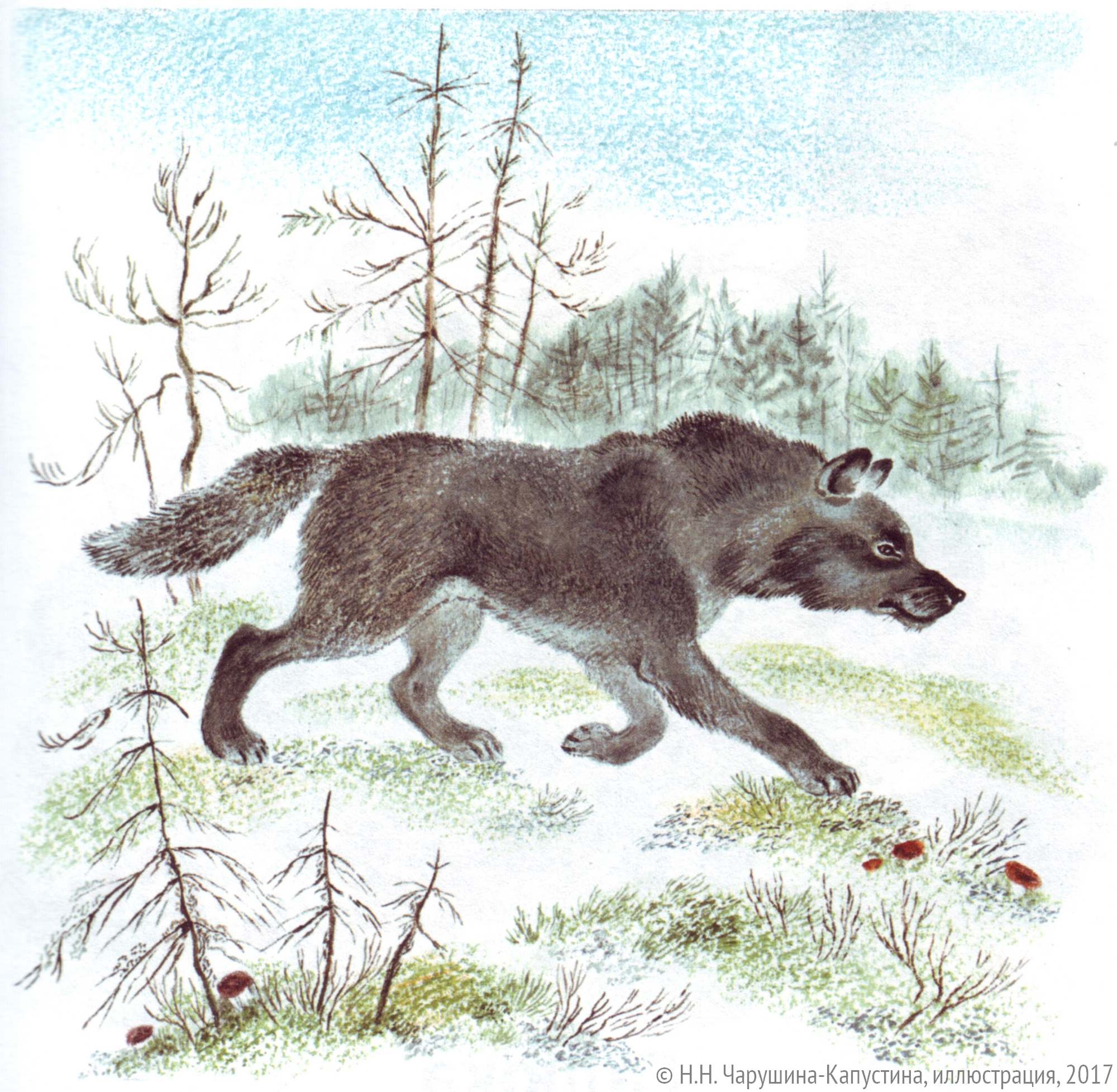 Иллюстрации Чарушина Волчишко
