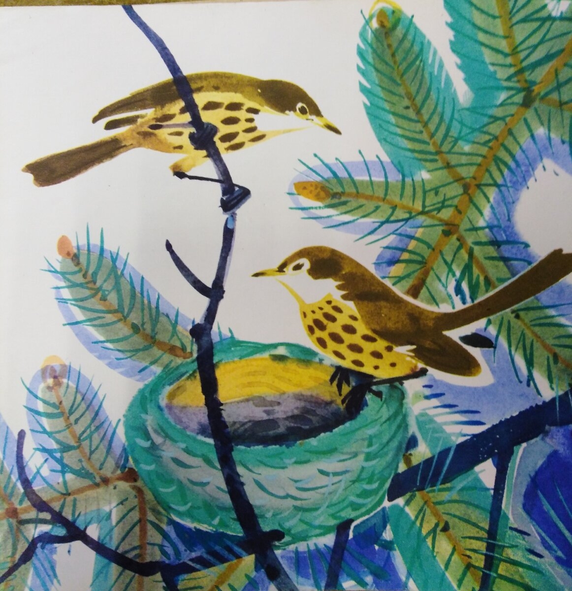 Виталий Бианки иллюстрации птицы