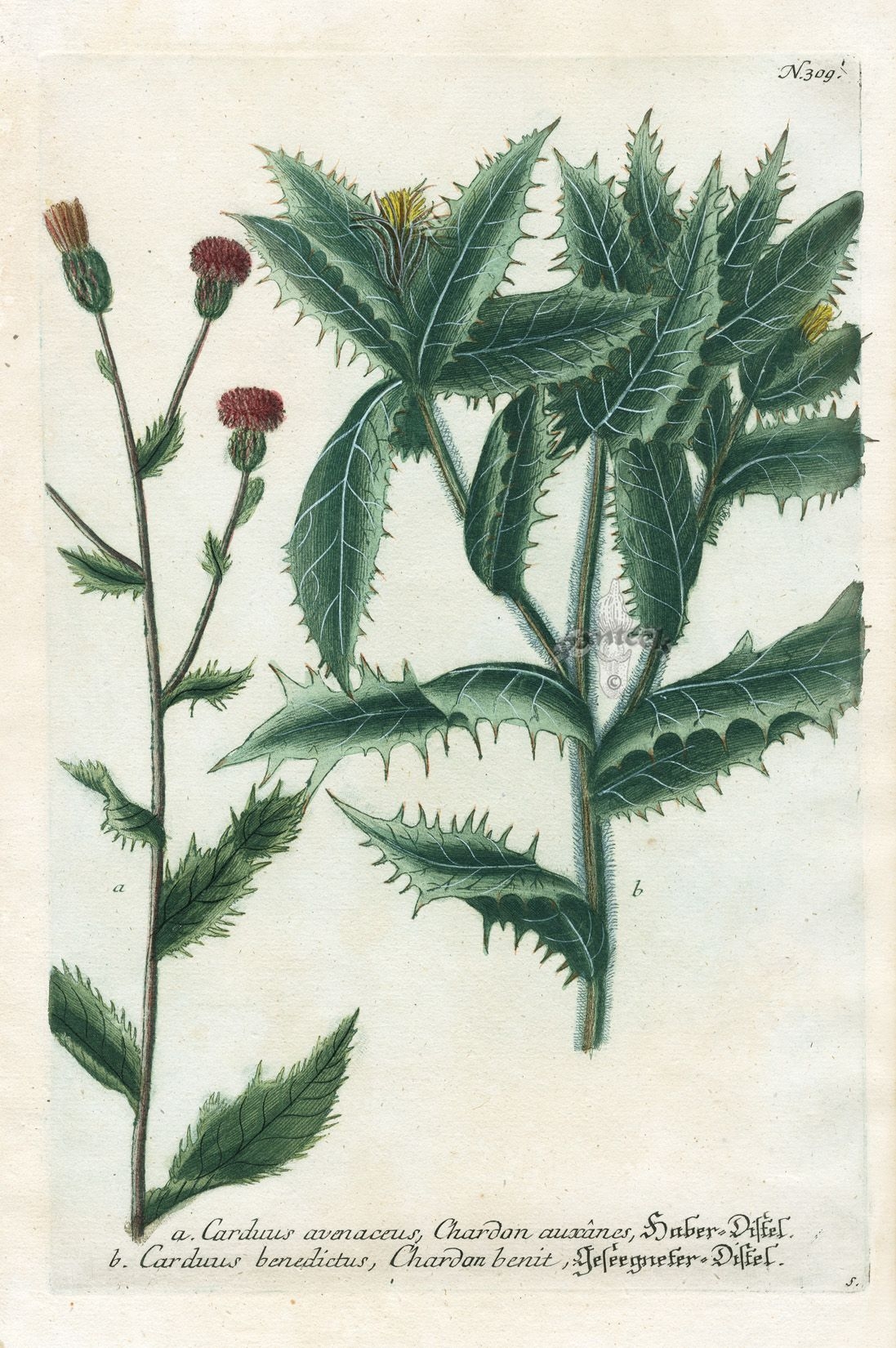 Чертополох Botanical Art