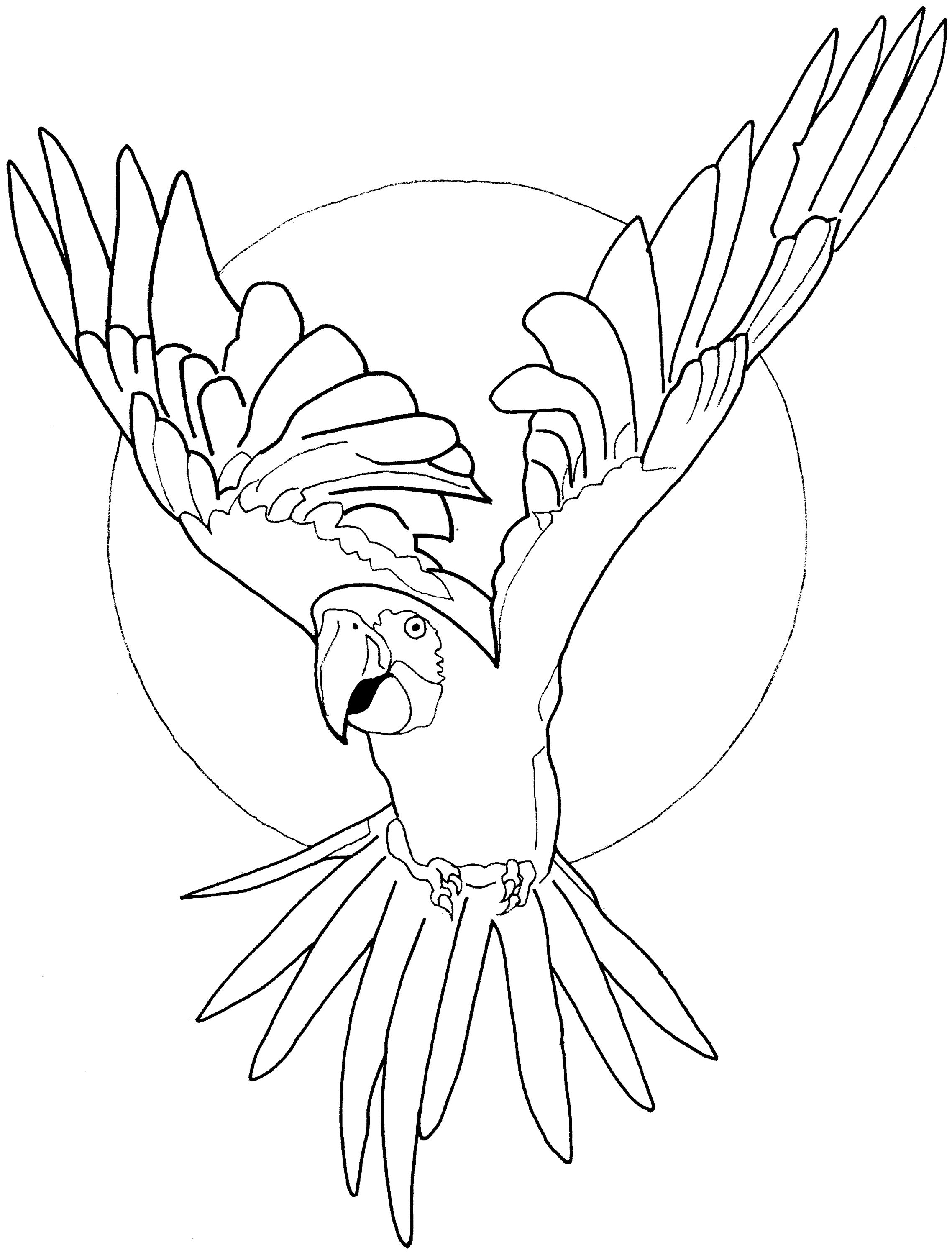 Попугай ара раскраска для детей