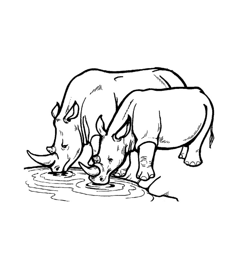 Раскраска носорог и Бегемот