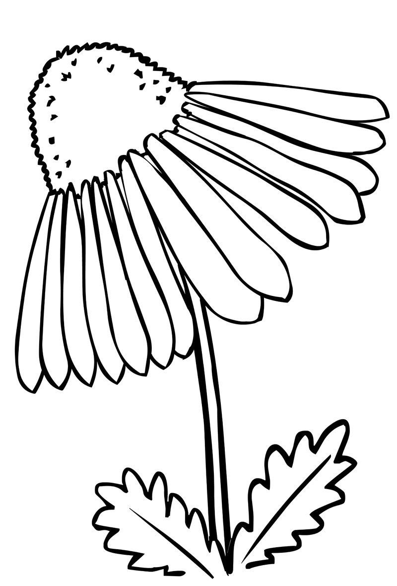 Раскраска эхинацея цветок