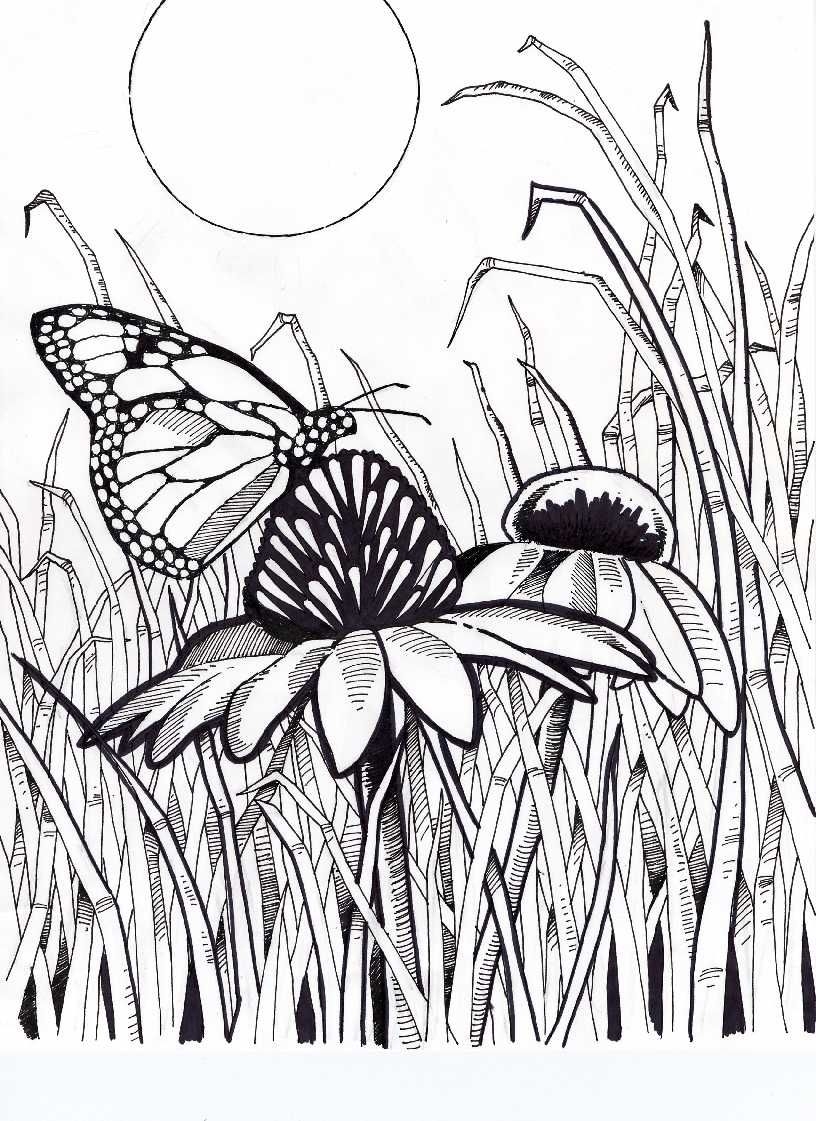 Раскраска бабочки на лугу