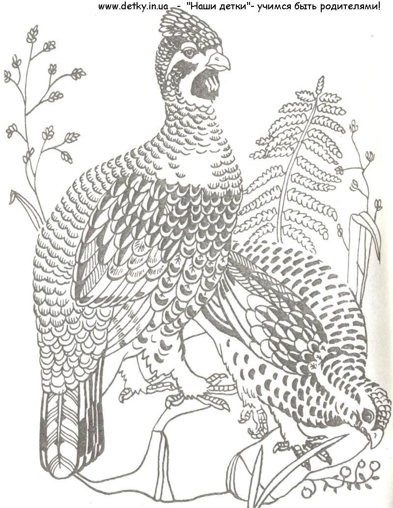 Нарисовать фазана для детей в лесу