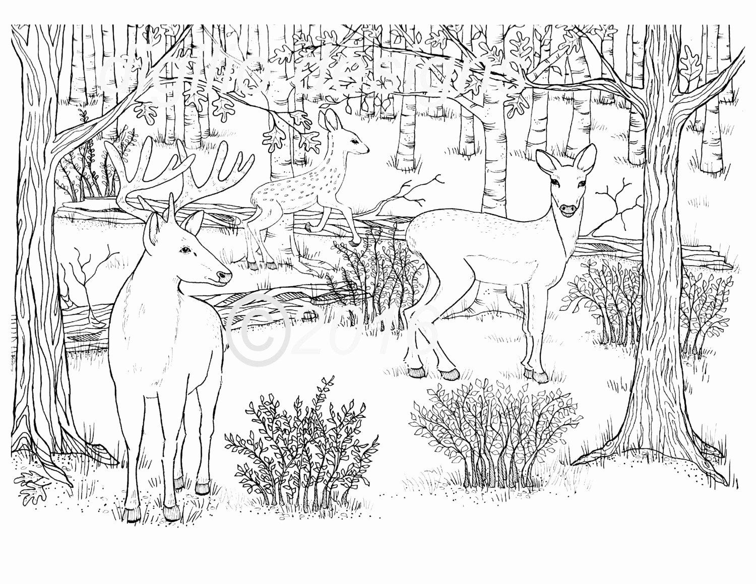 Раскраска Лесные животные в лесу