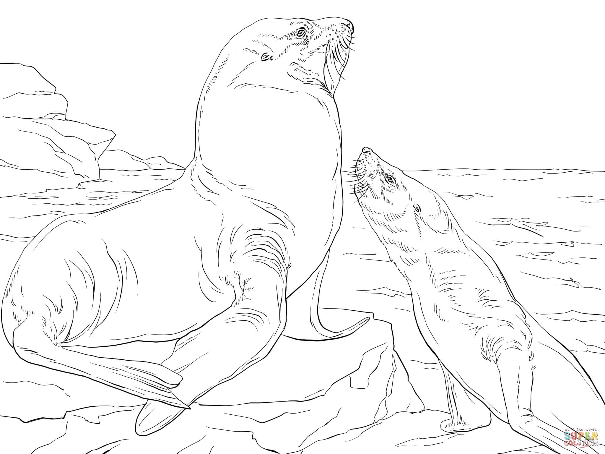 Раскраски тюлени и морские котики