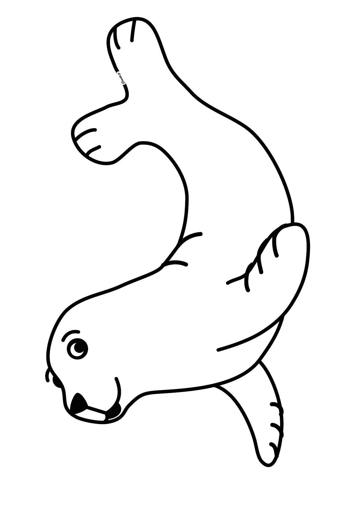 Морской тюлень раскраска