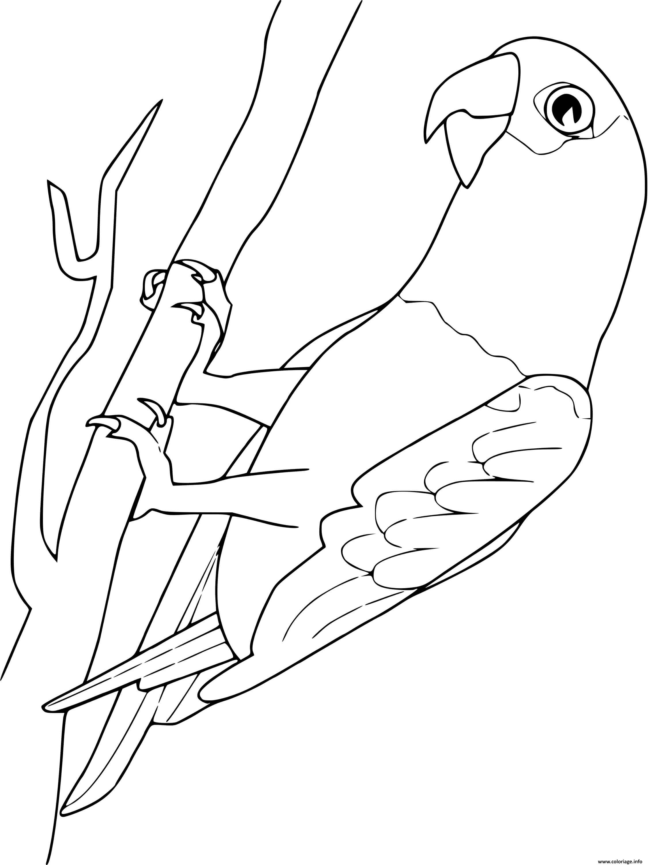 Раскраска попугай неразлучник