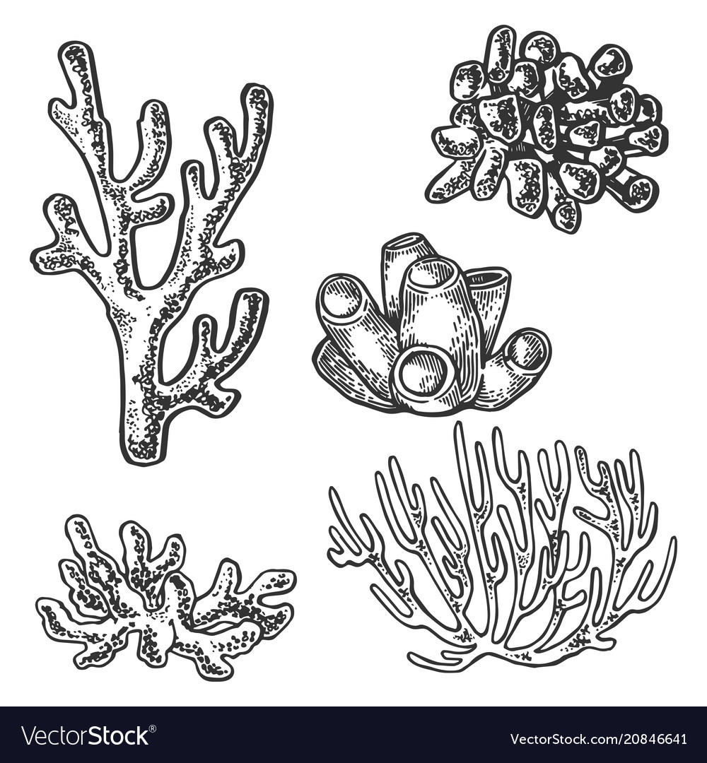 Кораллы черно белые