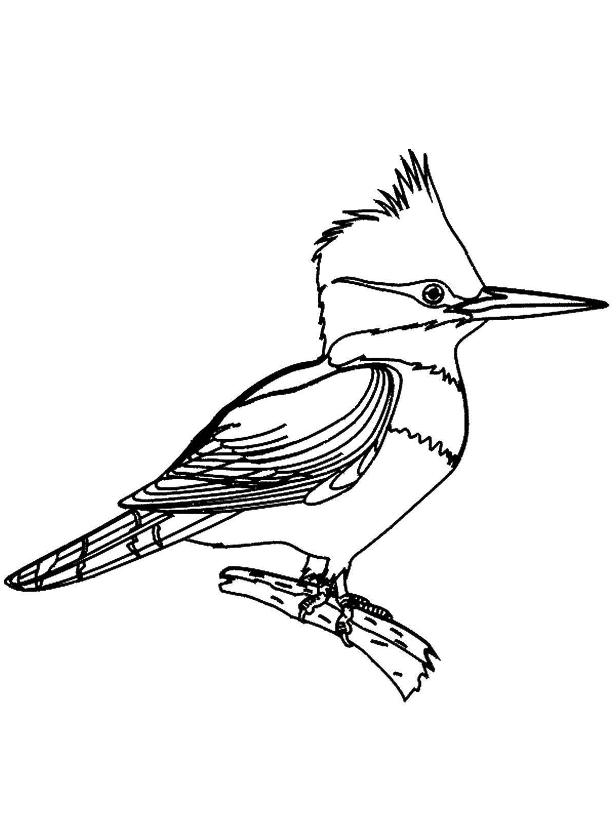Птица Зимородок раскраска