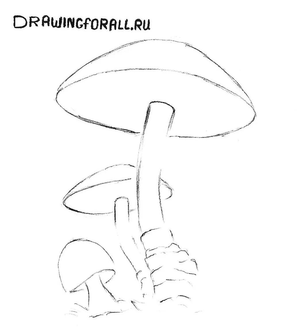 Рисунки грибов карандашом с названиями
