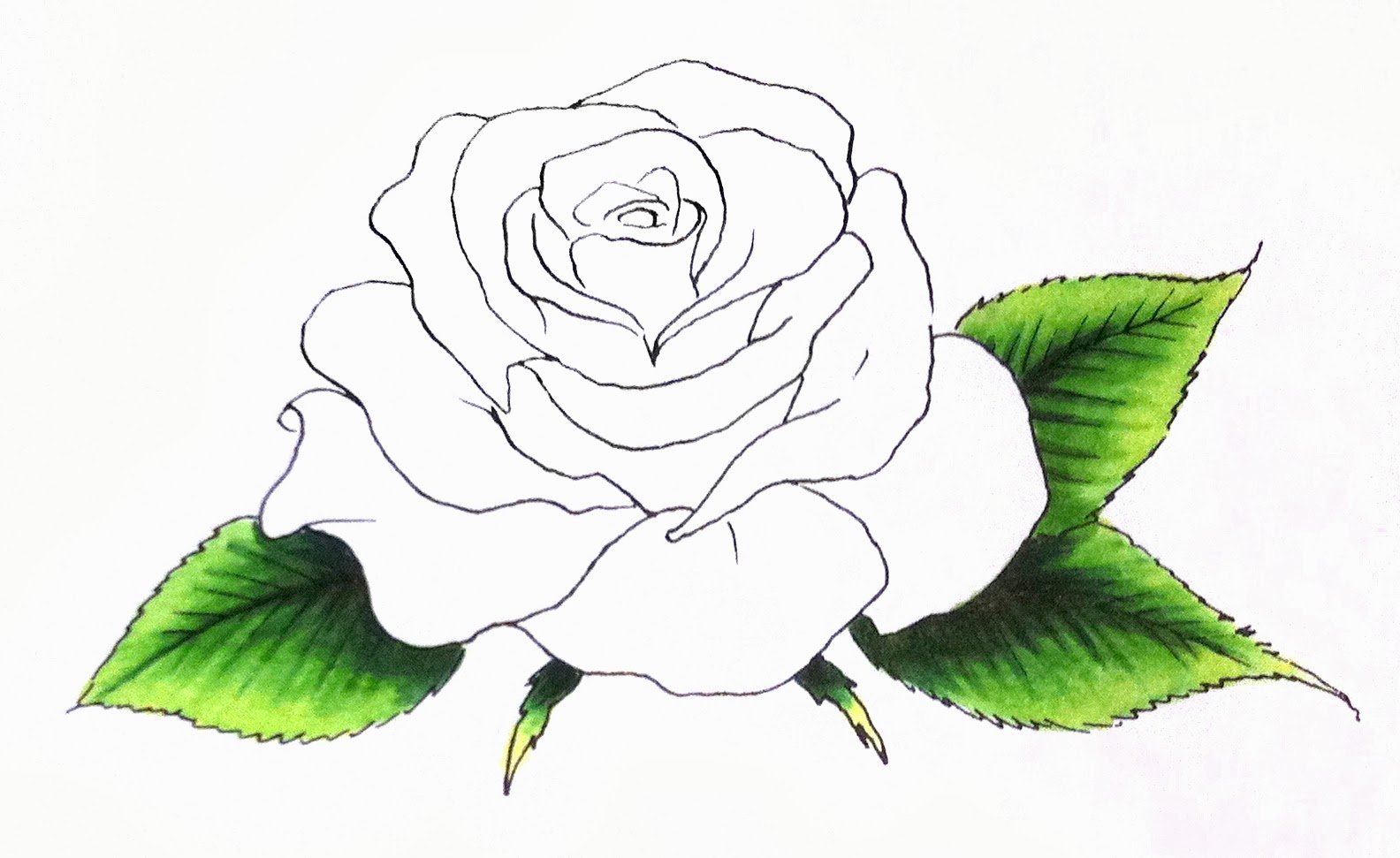 Рисунки для срисовки цветы розы