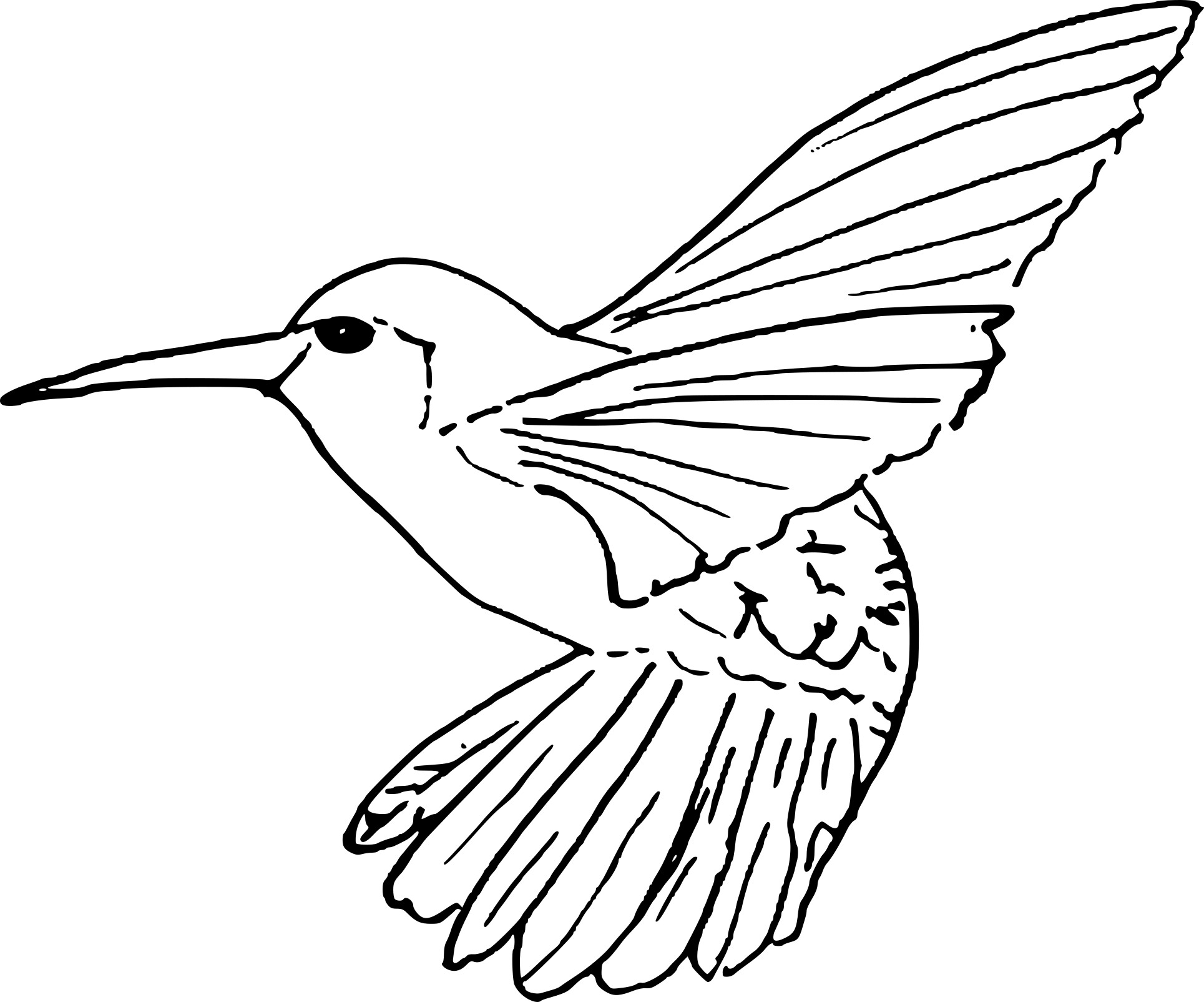 Птица Колибри раскраска