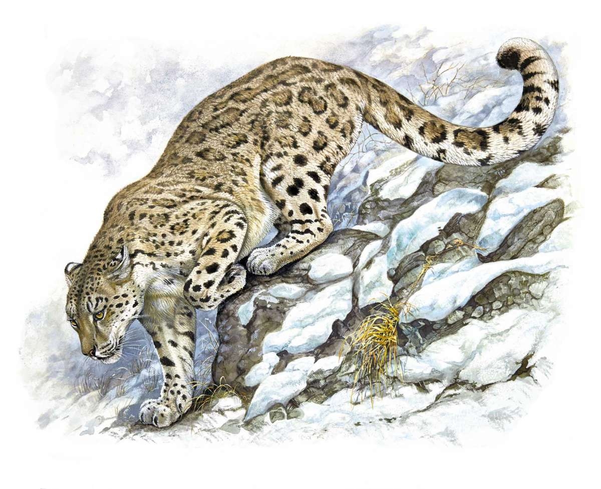 Художник Роберт Даллет Persian Leopard