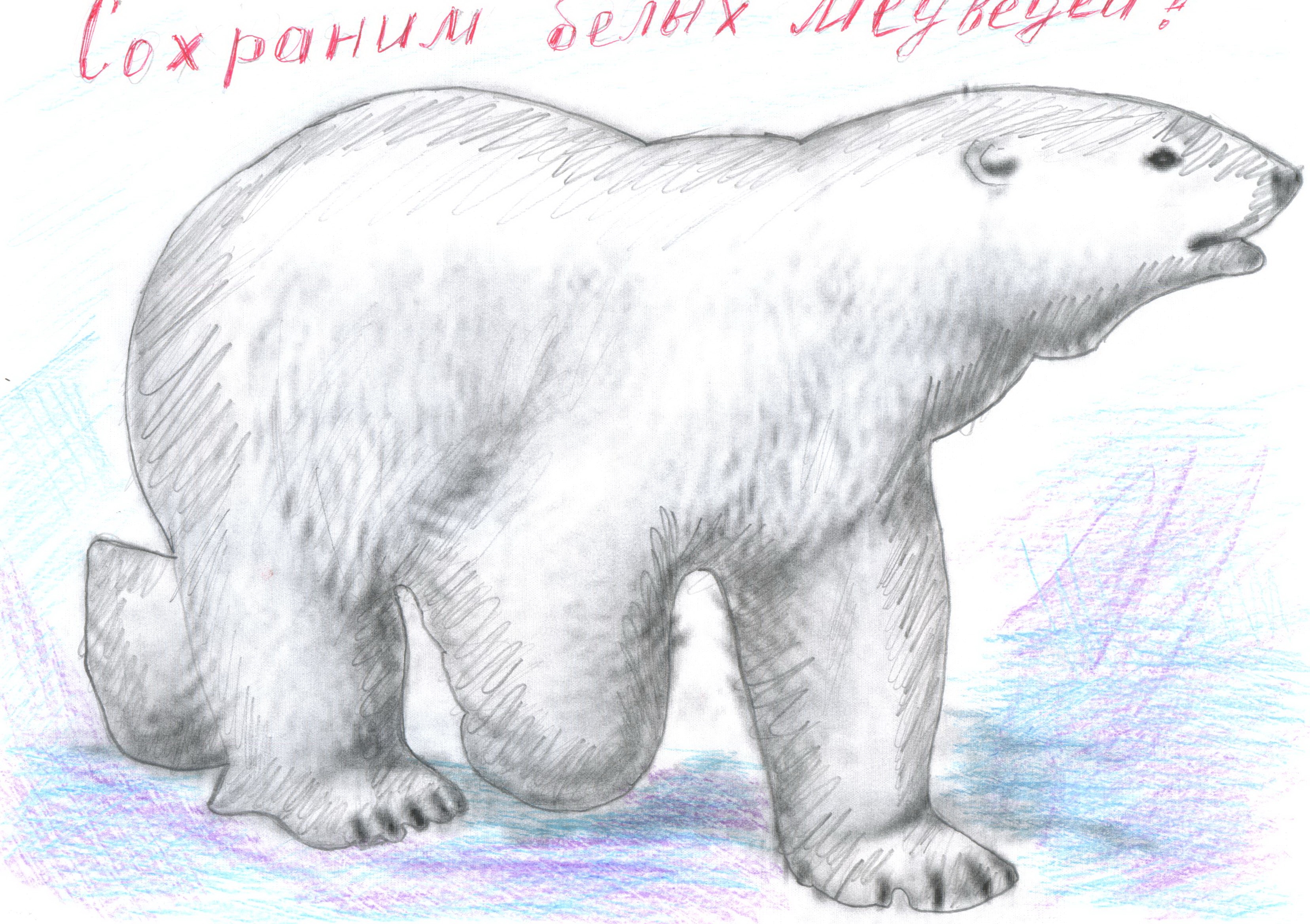 Нарисовать белого медведя