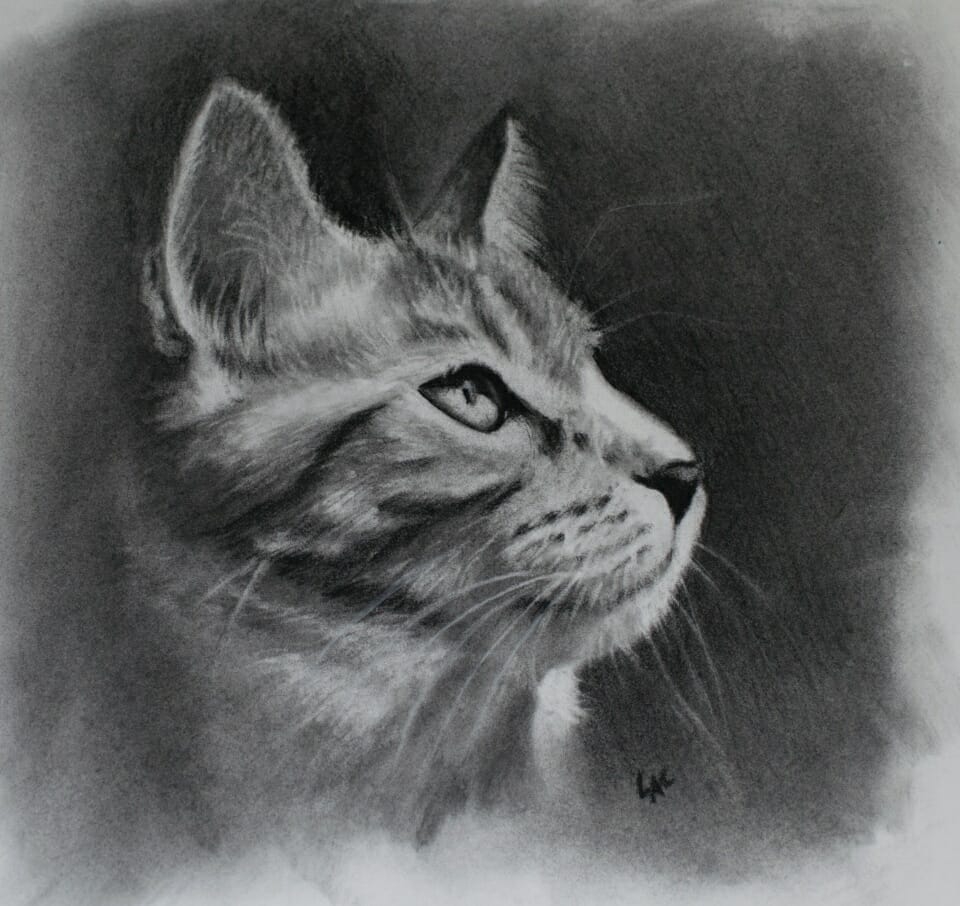Рисование кошки углем