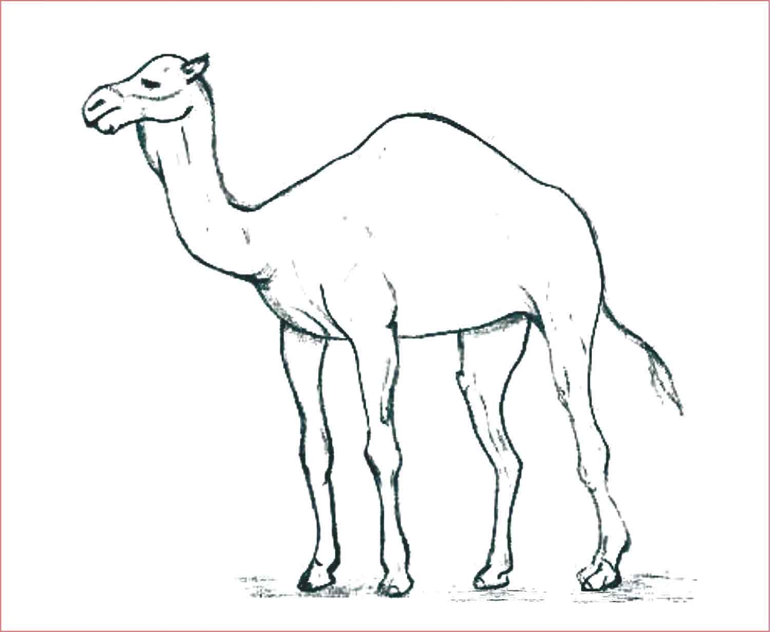 Верблюд рисунок карандашом для срисовки
