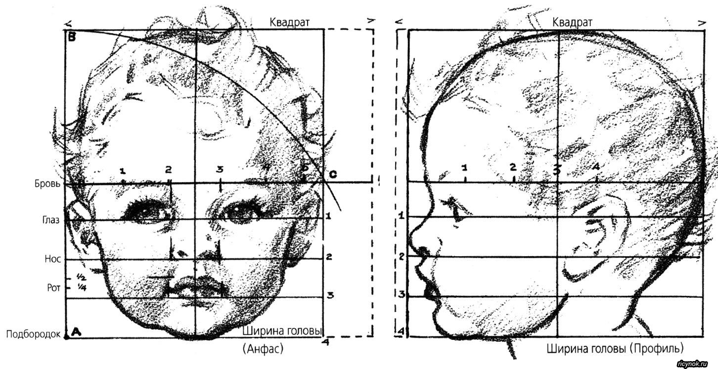 Пропорции младенца голова рисунок