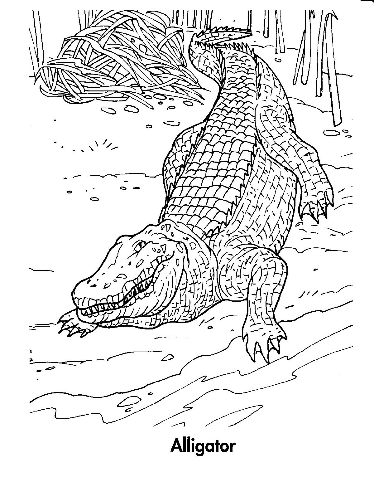 Раскраска крокодил Аллигатор