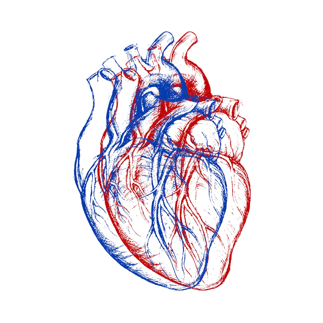 Сердце анатомия вектор