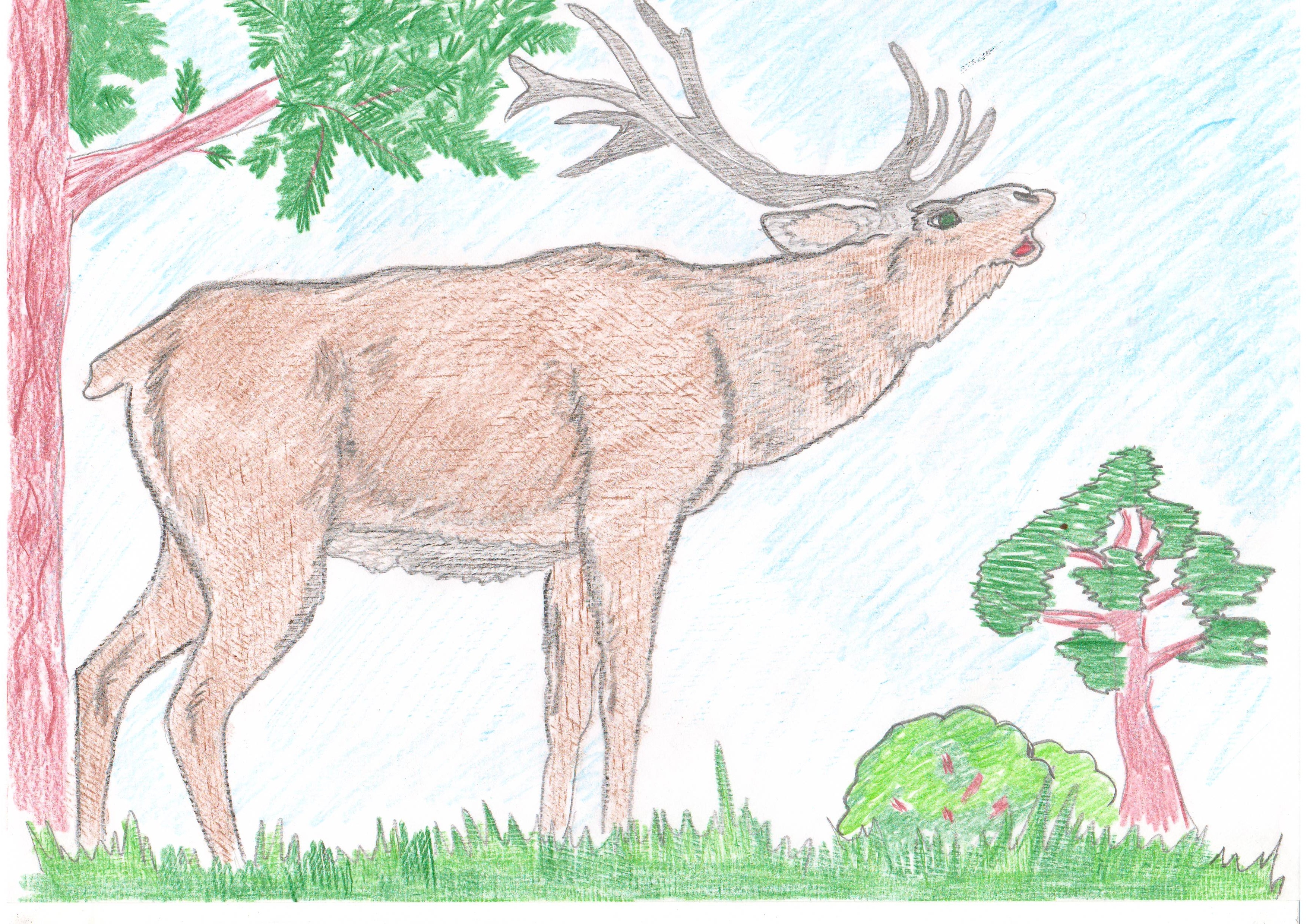 Рисунок на тему растения и животные