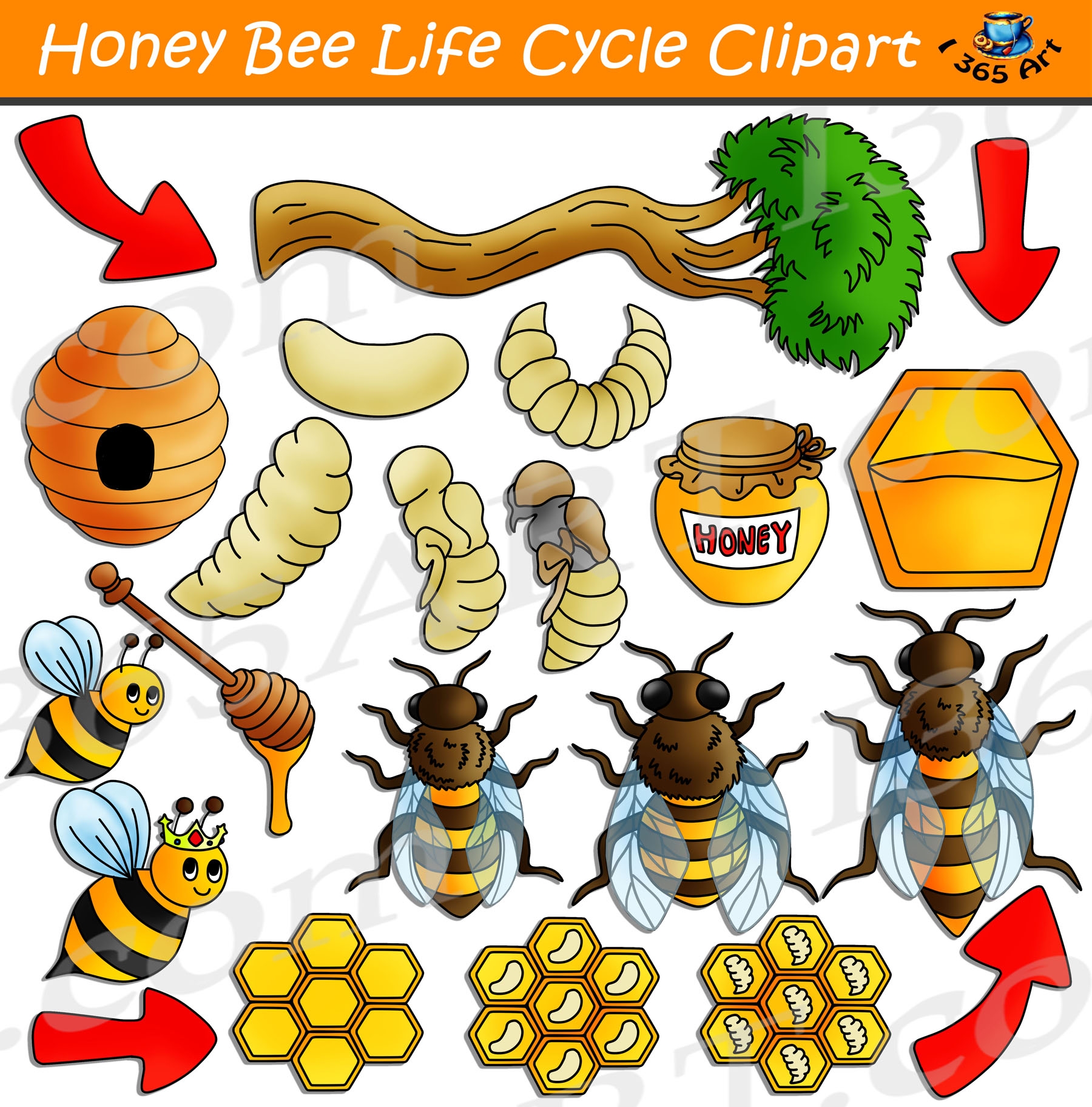 Жизненный цикл пчелы