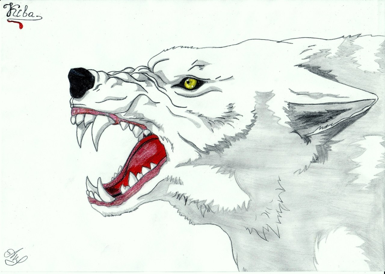 Злой волк рисунок