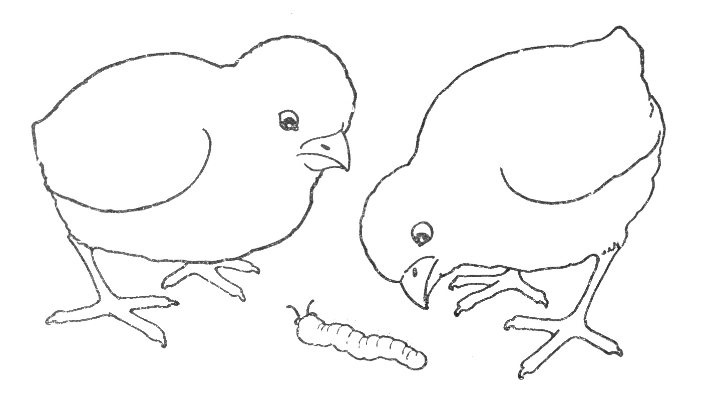 Цыпленок рисунок карандашом