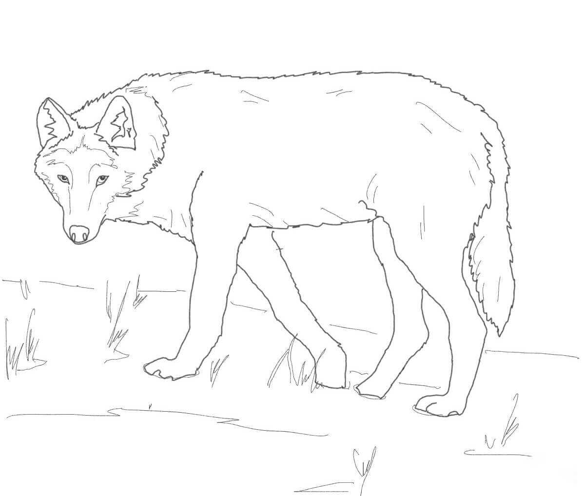 Красный волк картинки карандашом