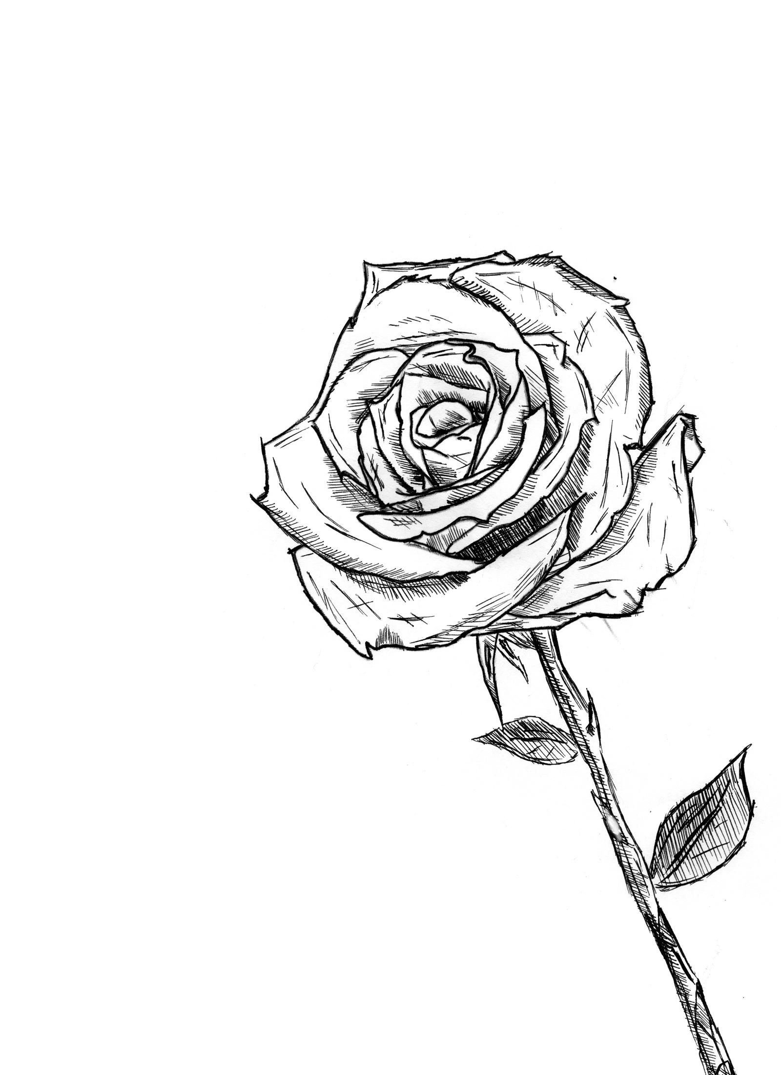 Роза для срисовки
