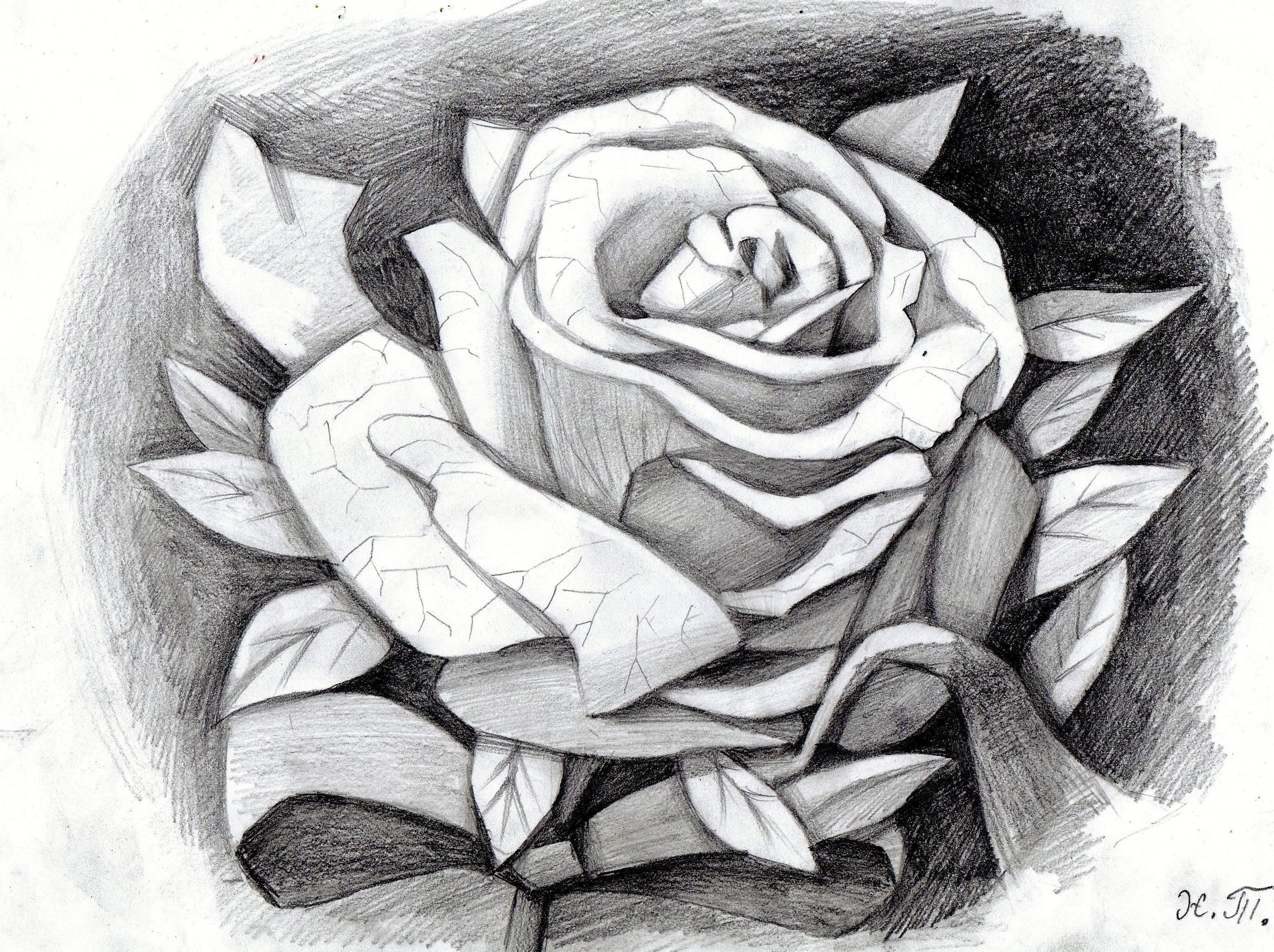 Картина розы карандашом