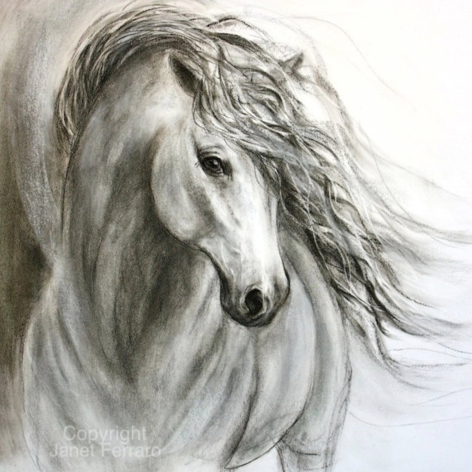 Красивые лошади карандашом