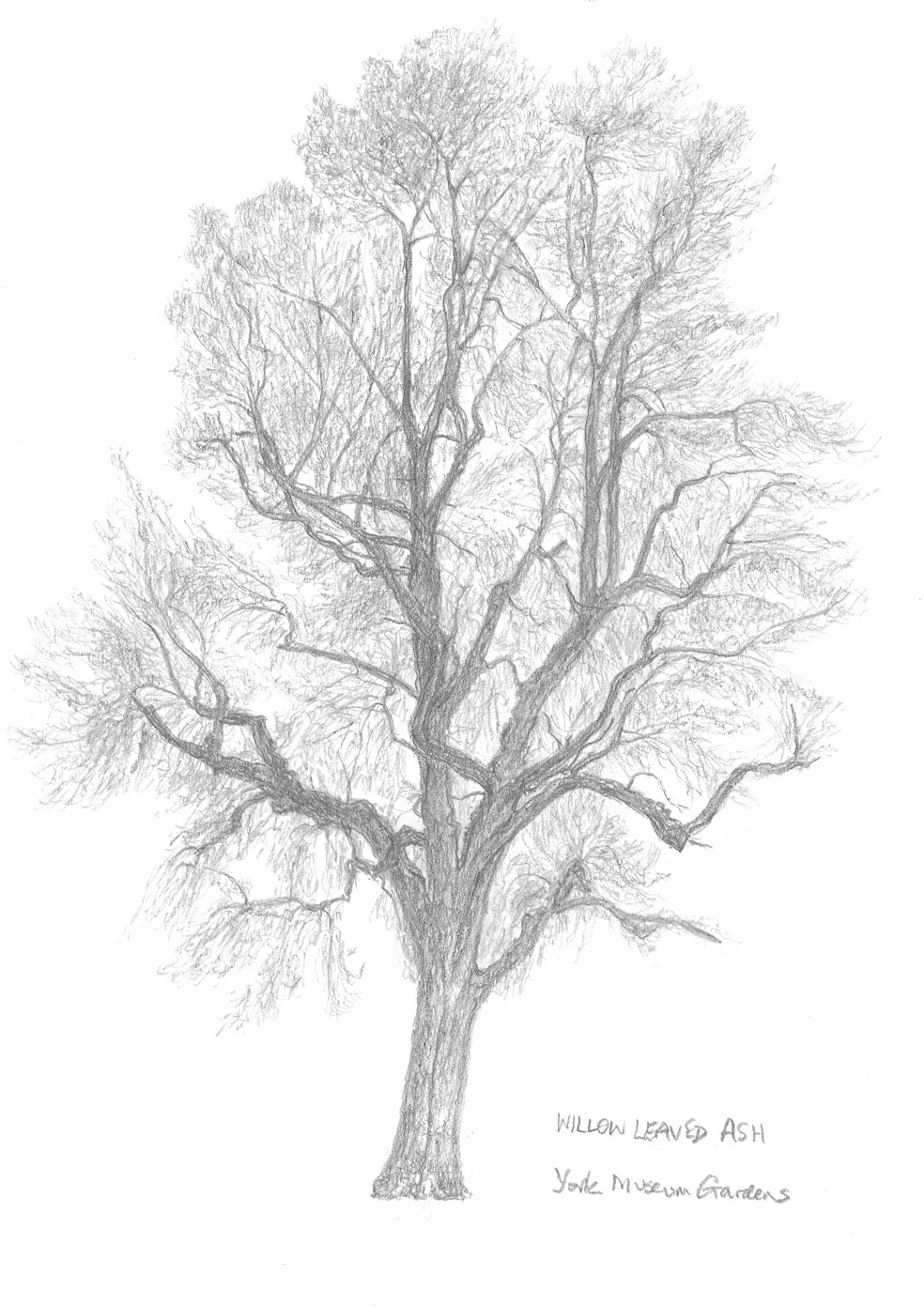 Зарисовки листьев деревьев