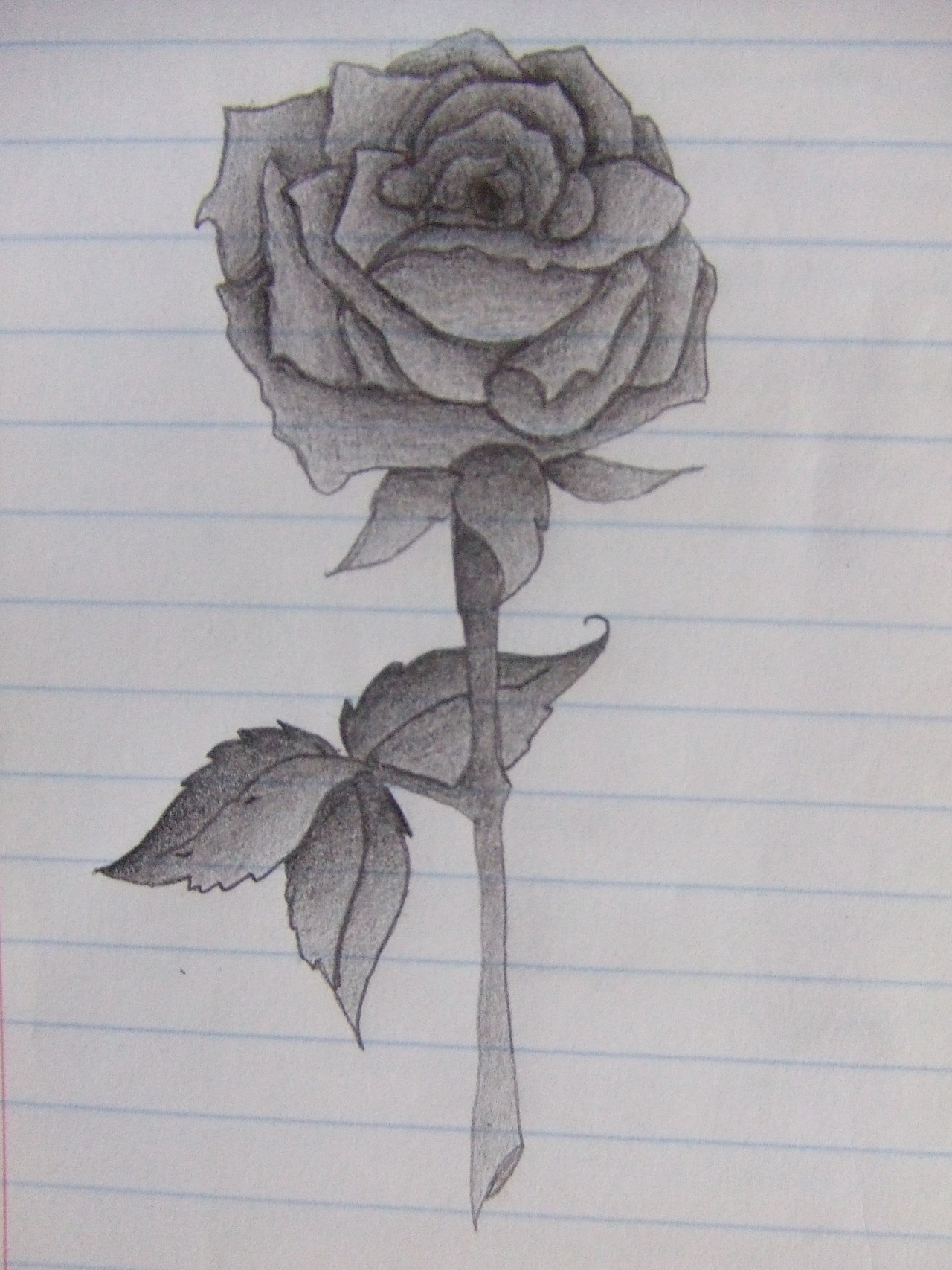 Рисунок розы карандашом для срисовки очень легкие