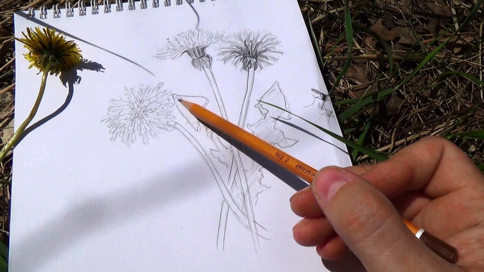 Одуванчики в траве рисование карандашом